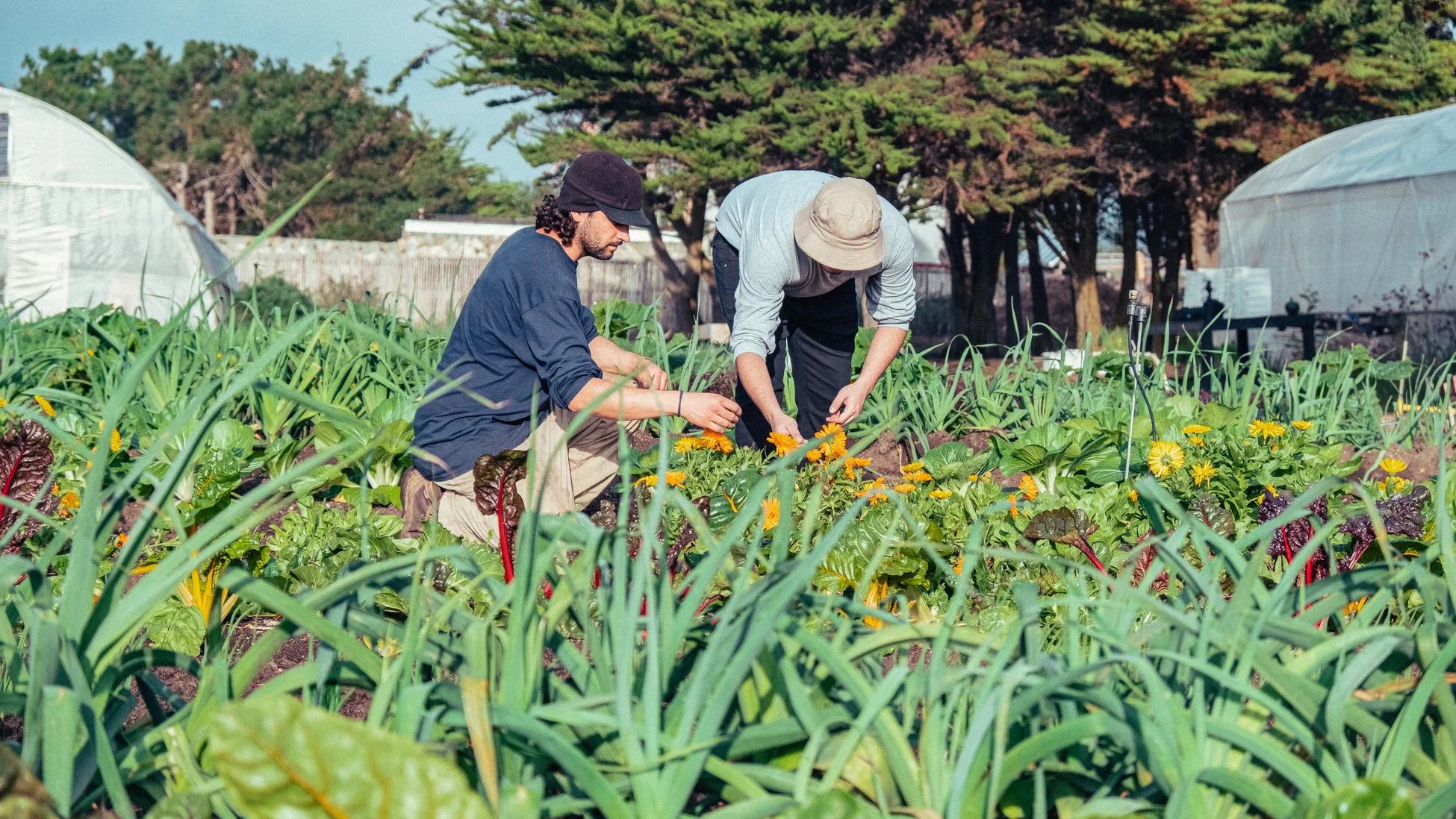 People gardening